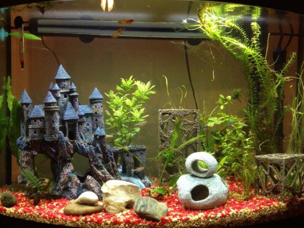 Style of betta fish tank setup