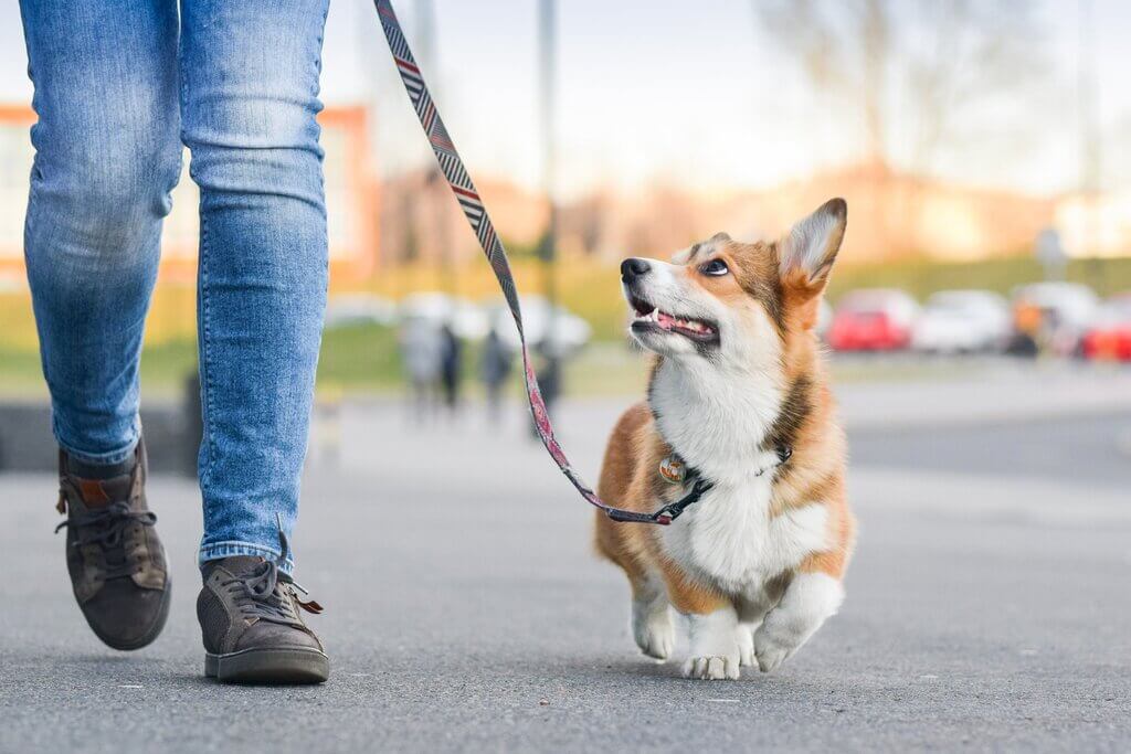how far can a puppy walk