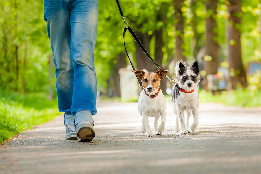 Take Your Dog on a Walk to Spend Quality Time with It!