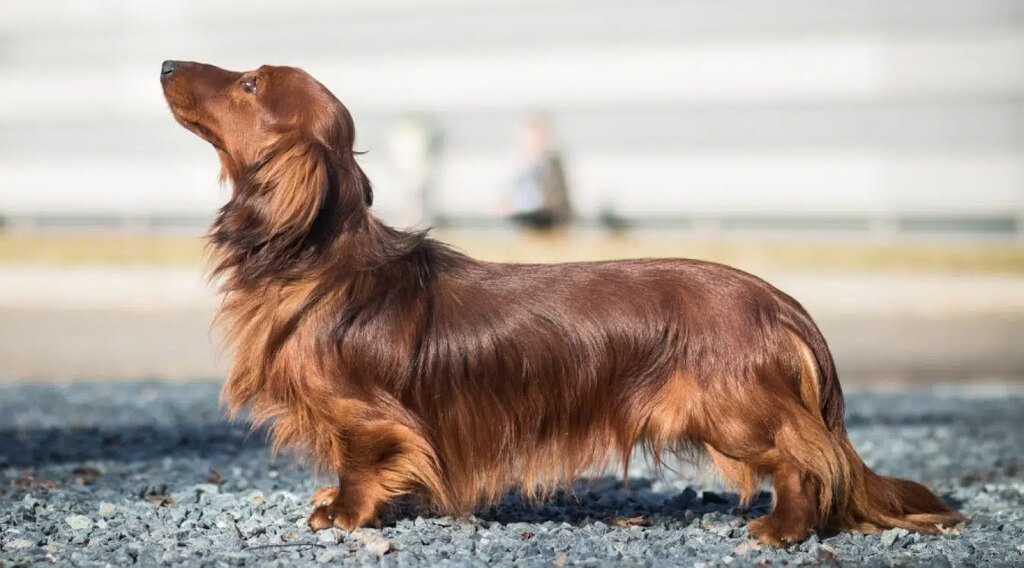 long hair weenie dog