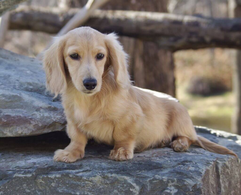 Long Haired Dachshund Exercise & Diet