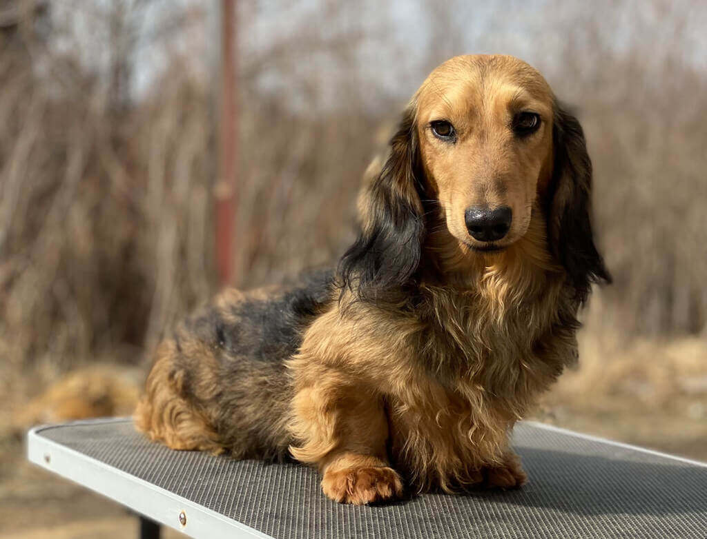 Long Haired Dachshund Common Health Problems