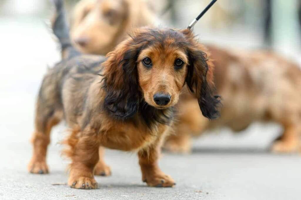 long haired dachshund puppies