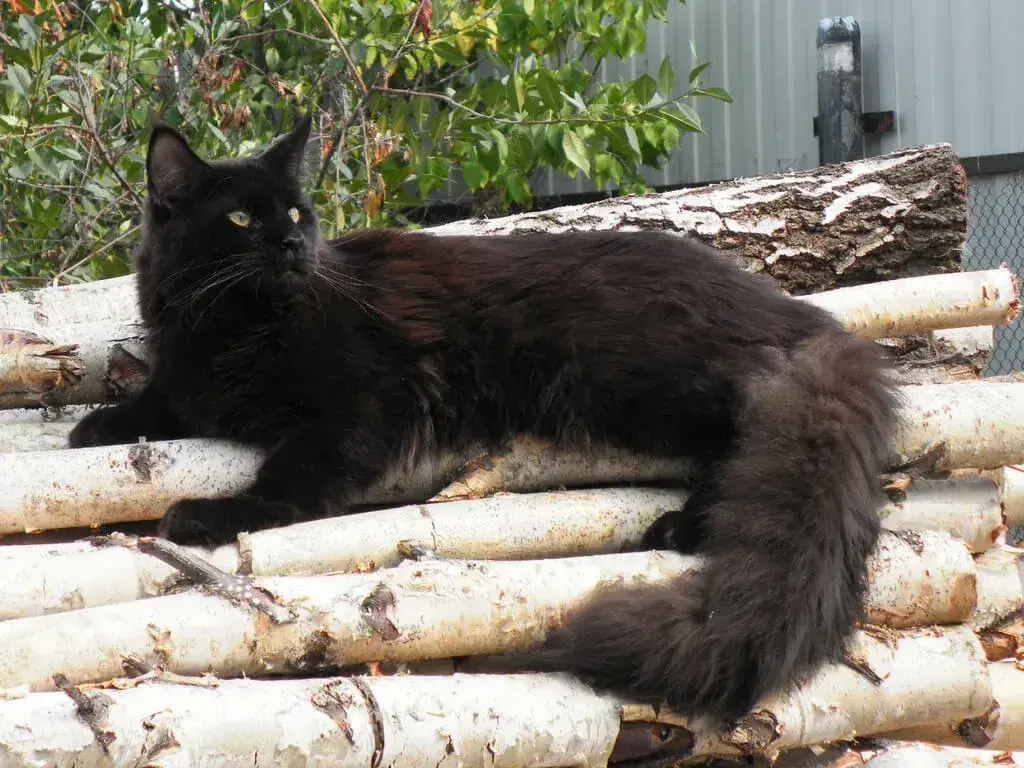 Black Maine Coon: Cost