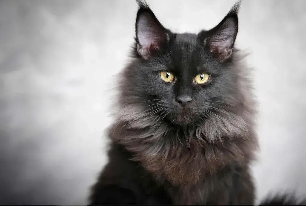 Fun Facts About a Black Maine Coon