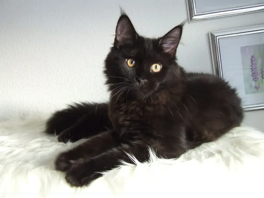 Are Black Maine Coon Good Pets?