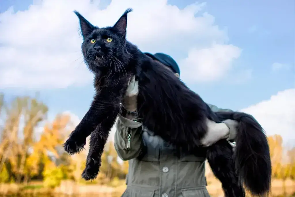 Black Maine Coon Size