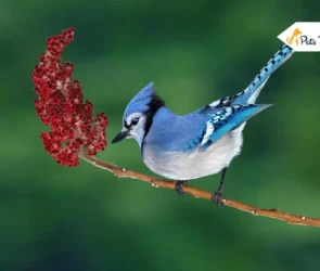 Blue Jay Spirituals Meaning