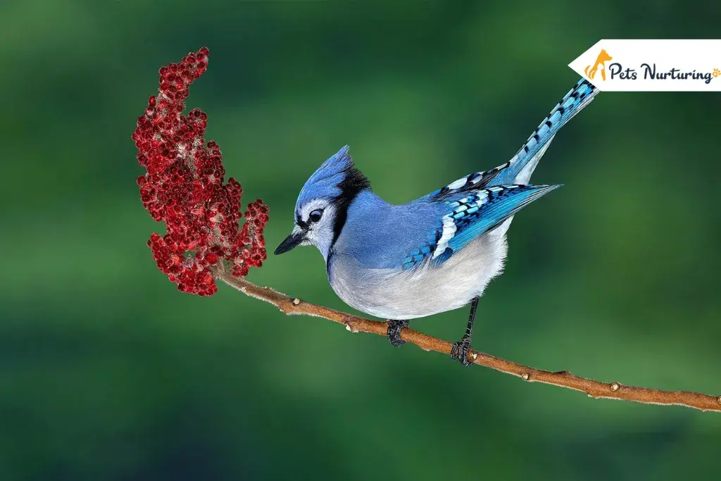 Blue Jay Spirituals Meaning