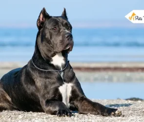 Cane Corso Prices