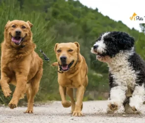 Dog Breeds That Make Good Running Companion