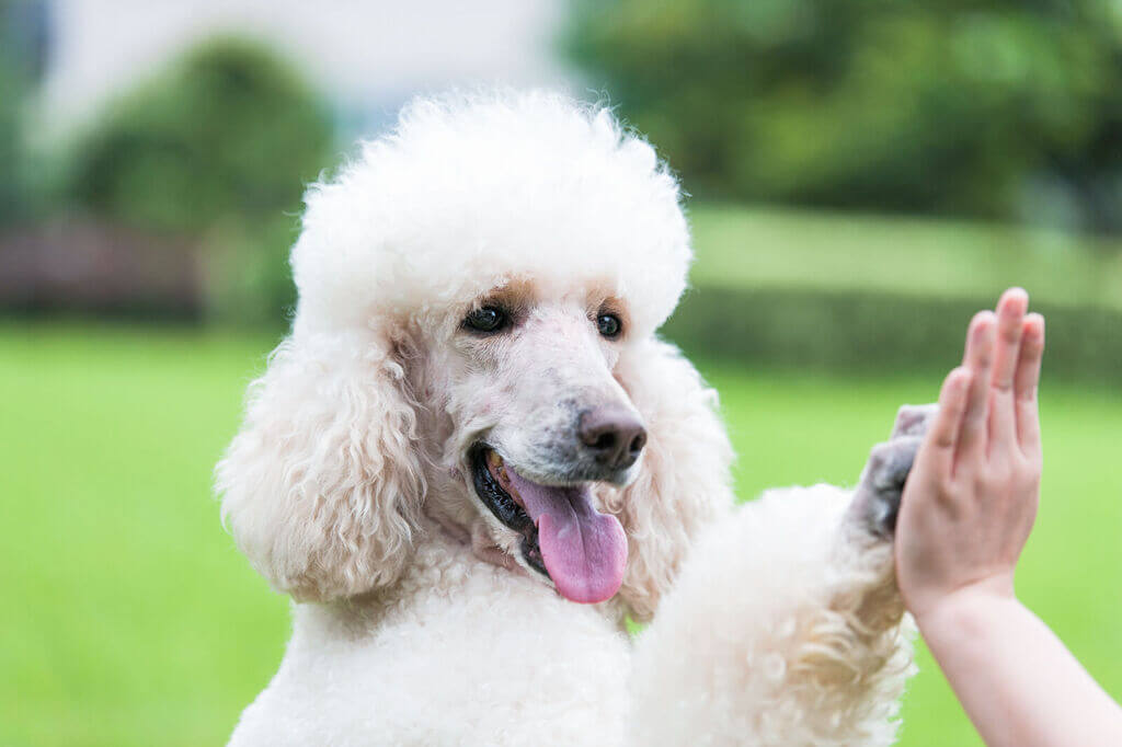 Standard Poodle: Dog Breeds That Make Good Running Companions