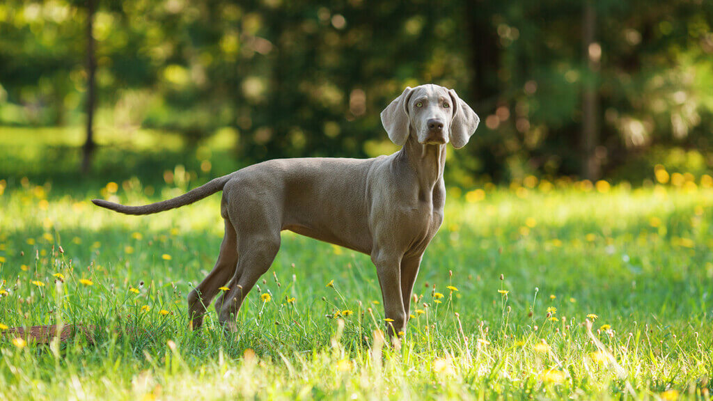 Dog Breeds That Make Good Running Companions: Weimaraner