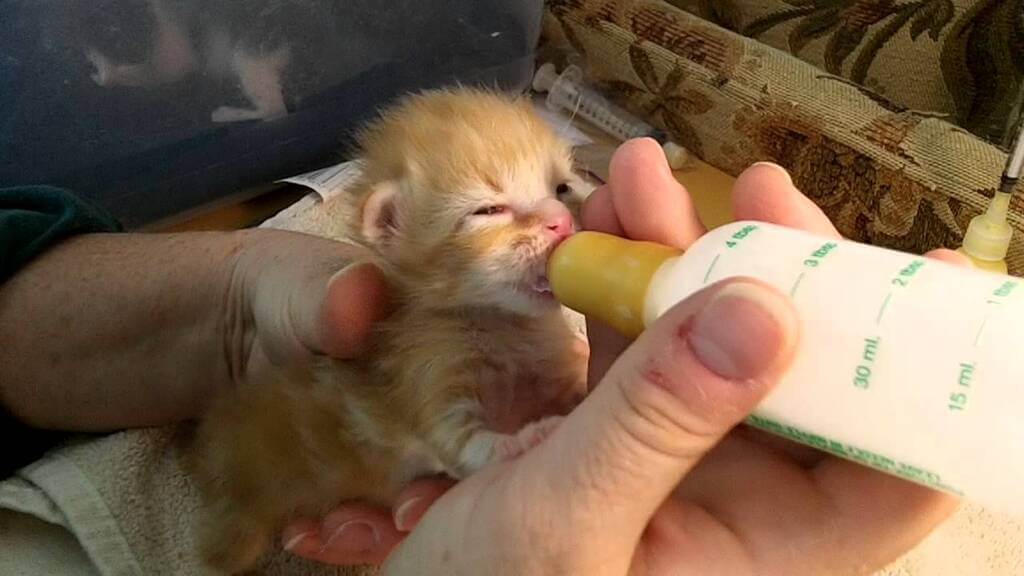 Feeding Your First Kittens