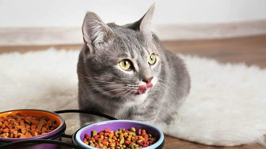 Feed Your Kittens Both Wet and Dry Foods
