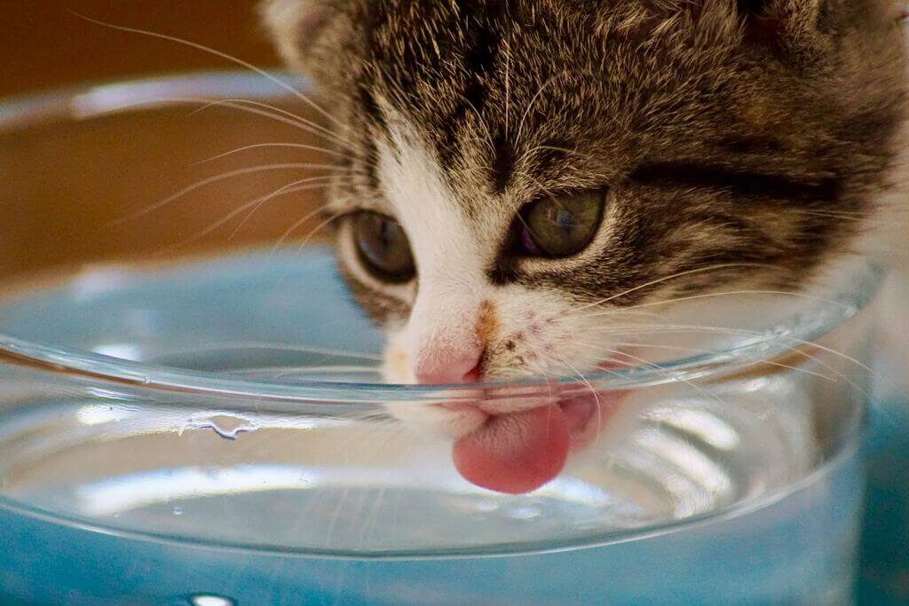 Make Sure Your Kittens Stay Hydrated