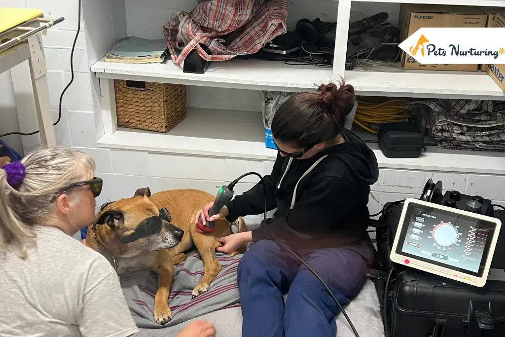 Laser Therapy for Dog