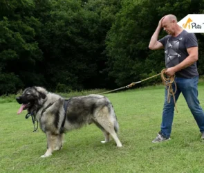 Russian Bear Dogs