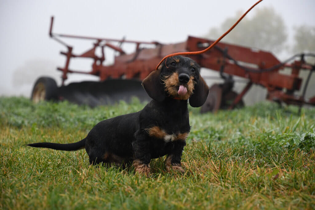 Personality and Temperament of Doxie a Wirehaired Dogs