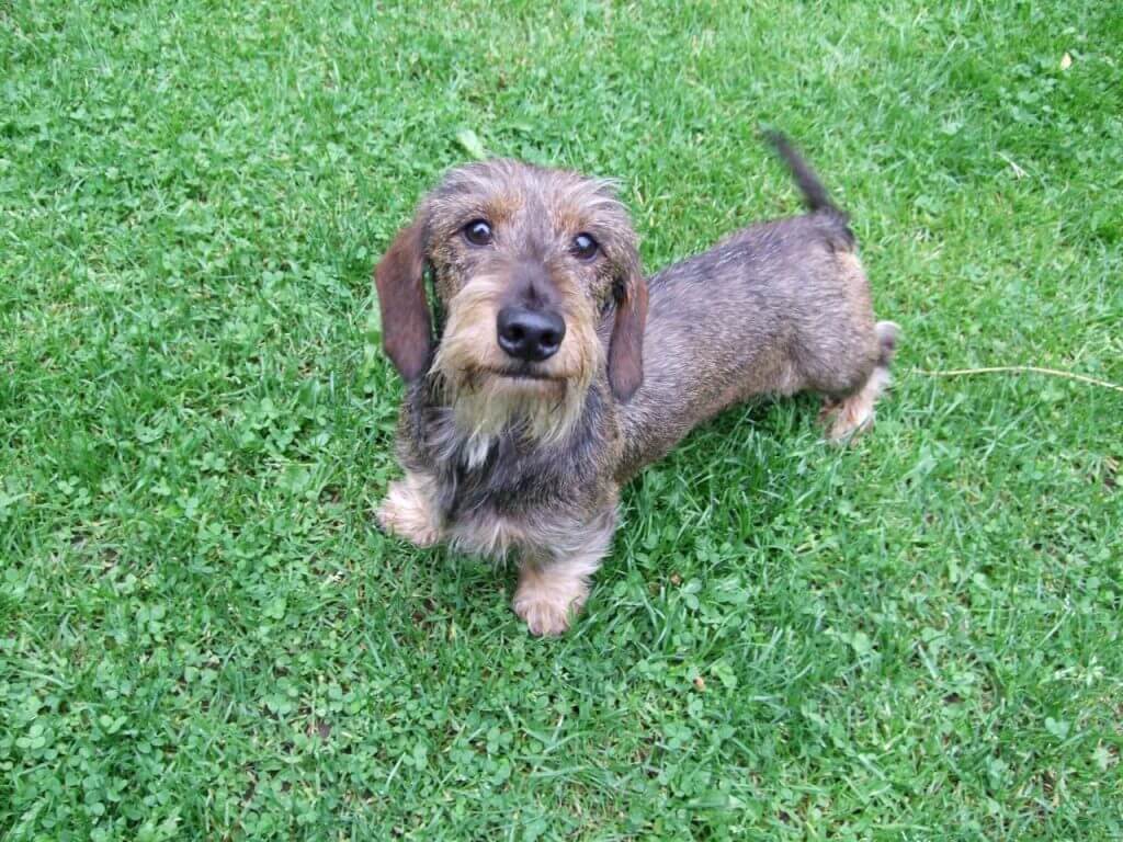 The Appearance of Wirehaired Dachshund
