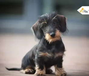 Wire Haired Dachshunds