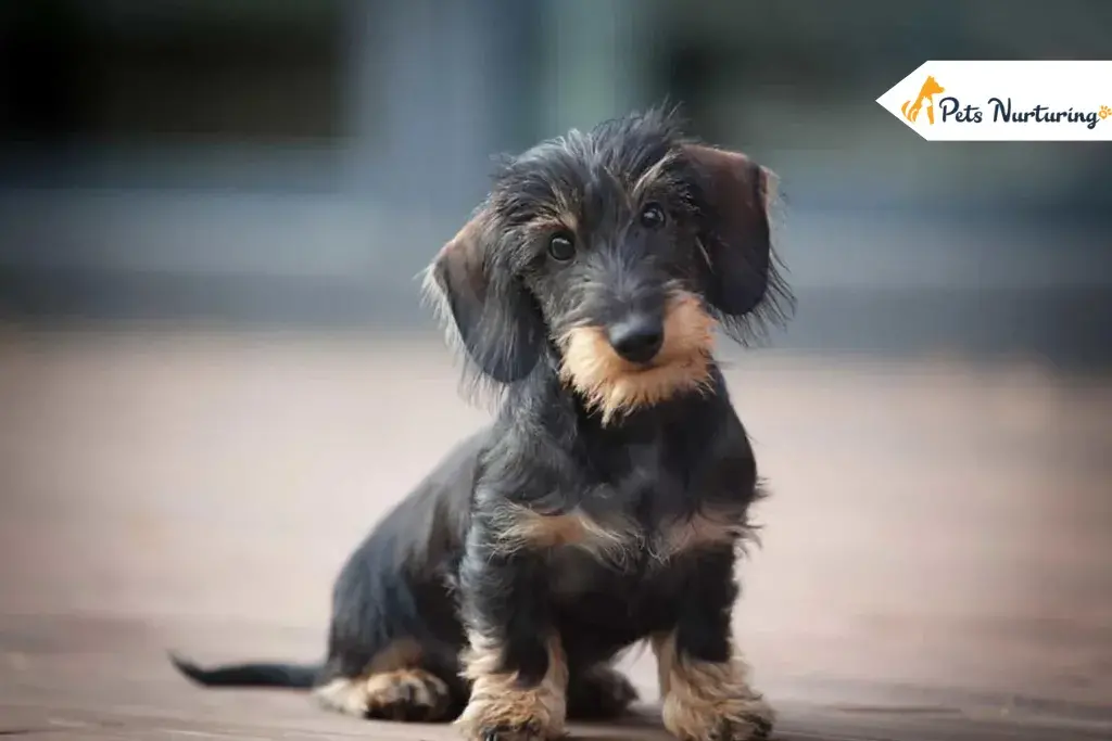 Wire Haired Dachshunds