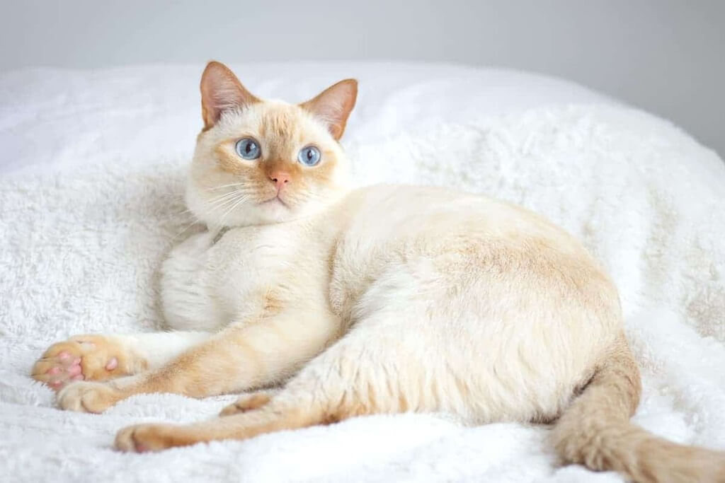 What Does a Flame Point Siamese Cat look like?