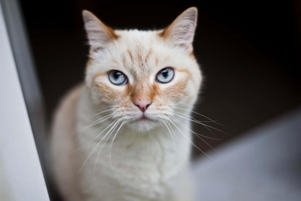 Health Issues with Flame Point Siamese