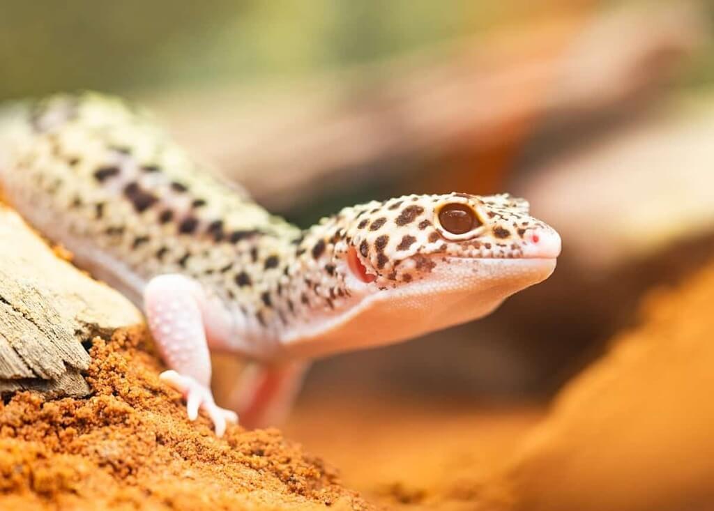 Why Should You Get a Baby Leopard Gecko as a Family Pet?