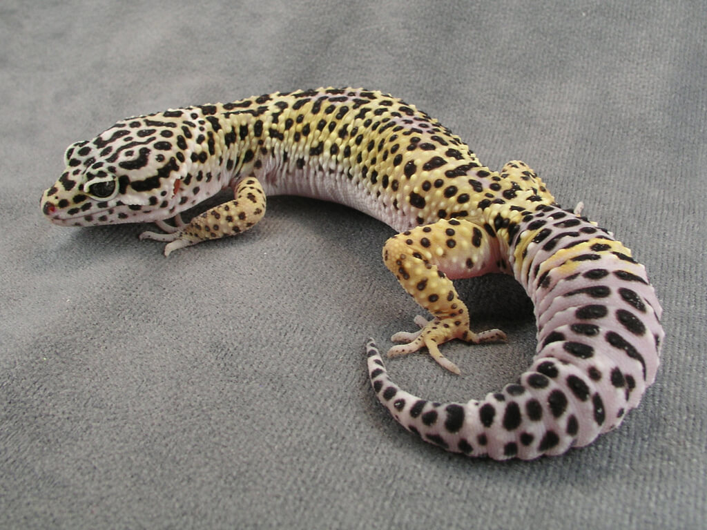 Baby Leopard Gecko