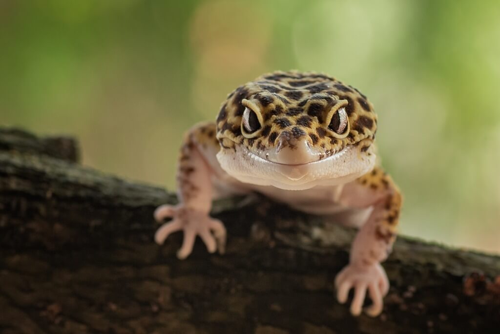 The Personality of a Baby Leopard Gecko