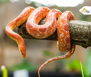 Corn Snakes for Sales