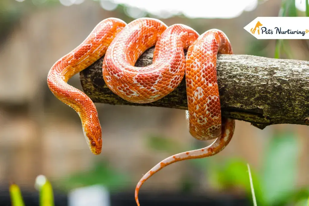 Corn Snakes for Sales