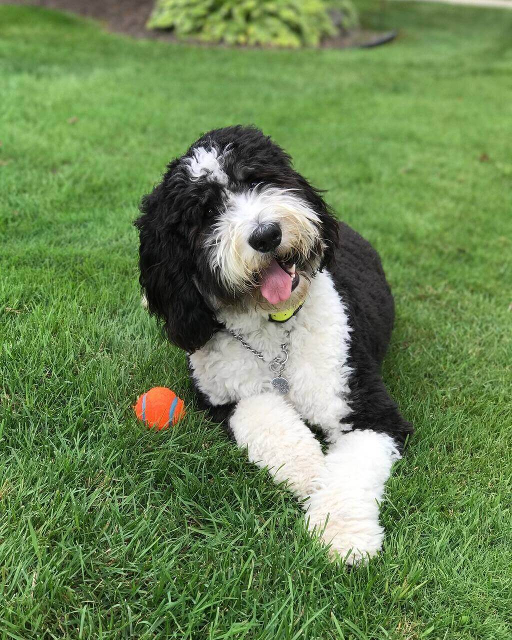 Standard Bernedoodle Size & Weight