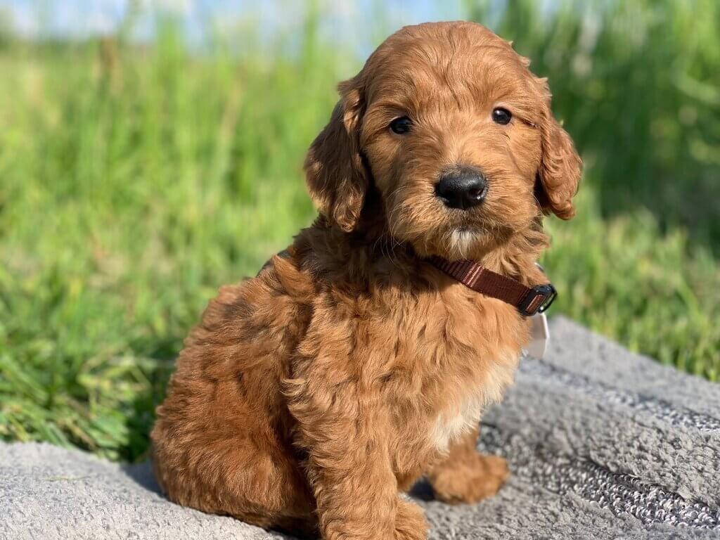 Red Traditional Mini Goldendoodle