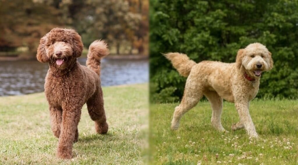 Labradoodle vs Goldendoodle: Physical Appearance