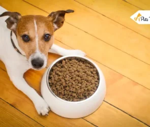 How Long Can a Dogs Go Without Eating