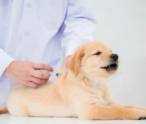 Pets Vaccination