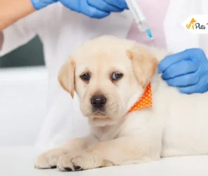 Pets Vaccinations
