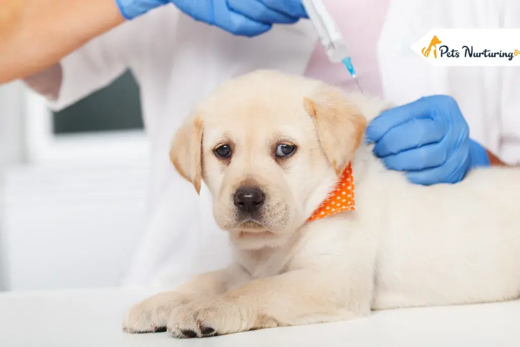 Pets Vaccinations
