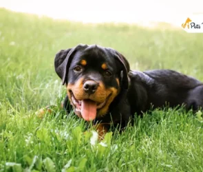 Rottweiler Dogs