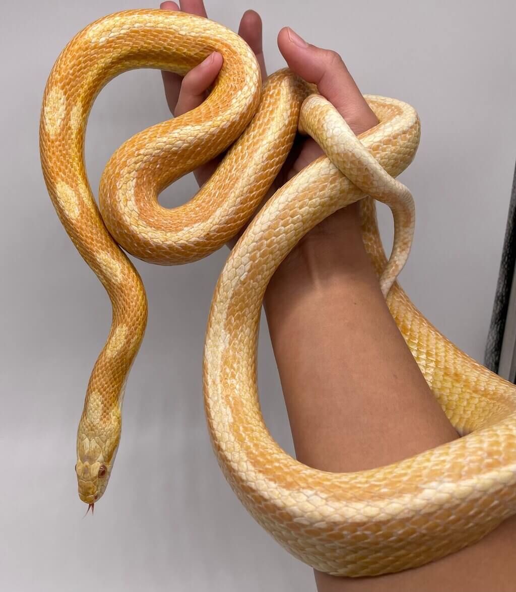 albino corn snake