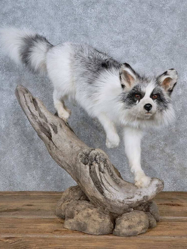 Canadian Marble Fox: History, Temperament, Health, & More