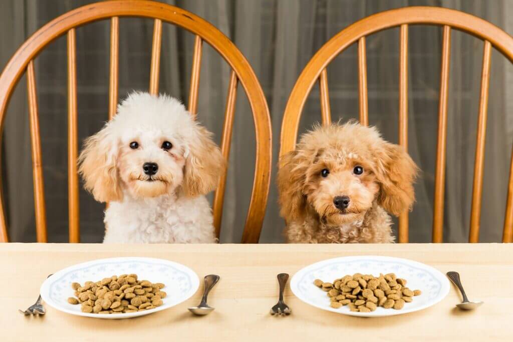 full grown Goldendoodle Diet and Feeding