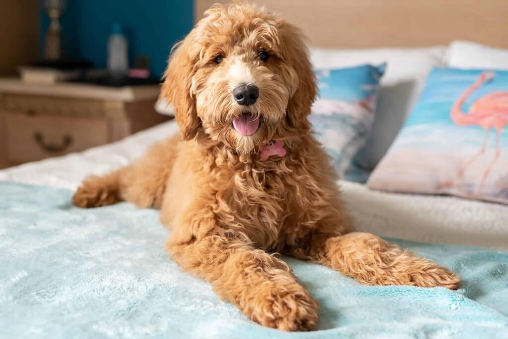 full grown Goldendoodle Genetic Health Conditions