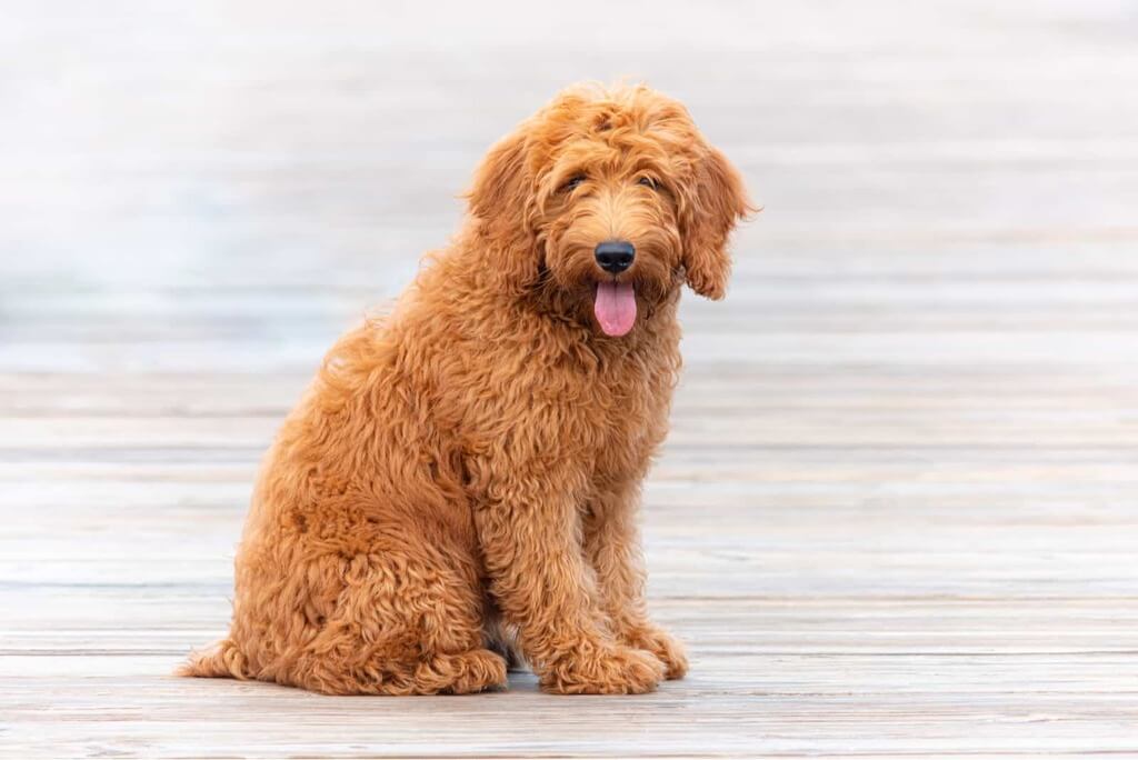 Goldendoodle Overview