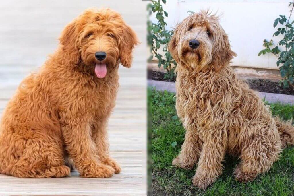 Key Differences Between Goldendoodle vs Labradoodle
