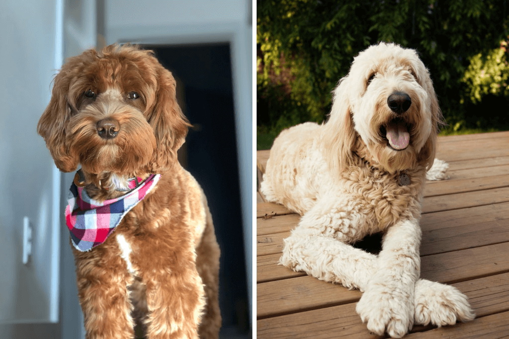 Labradoodle vs Goldendoodle: Size, Weight & Height