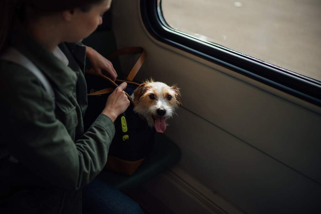 pets transport services