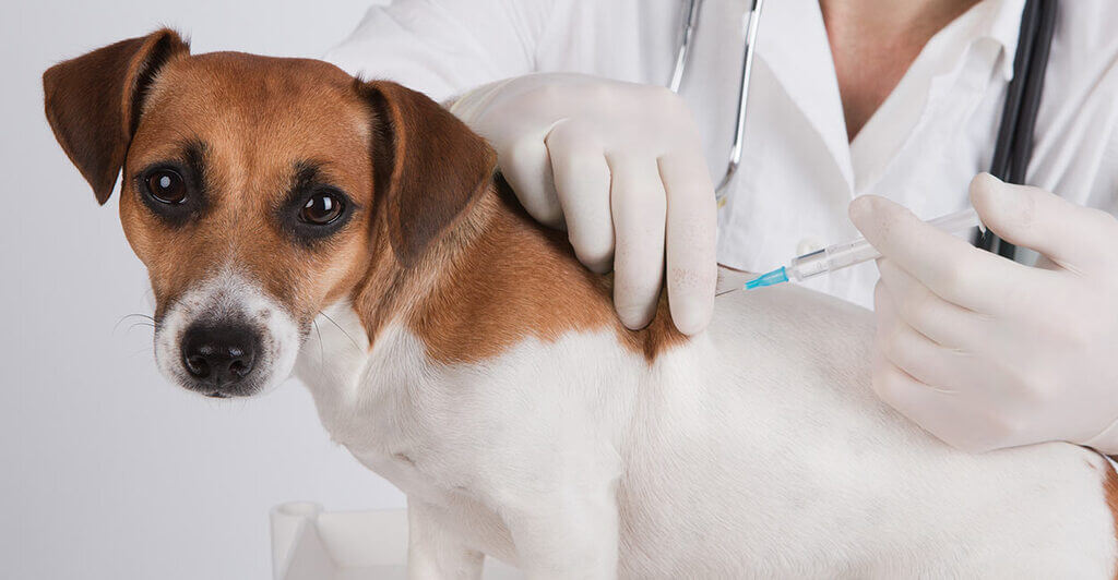 Vaccinations for Your Dog or Cat : What You Need to Know